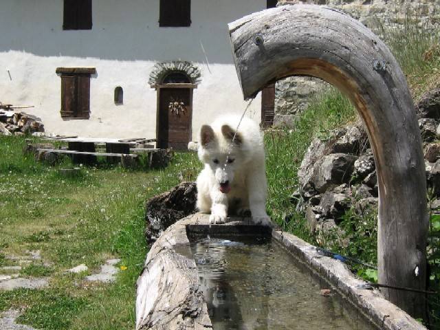 berger blanc -