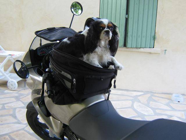cavalier king charles -