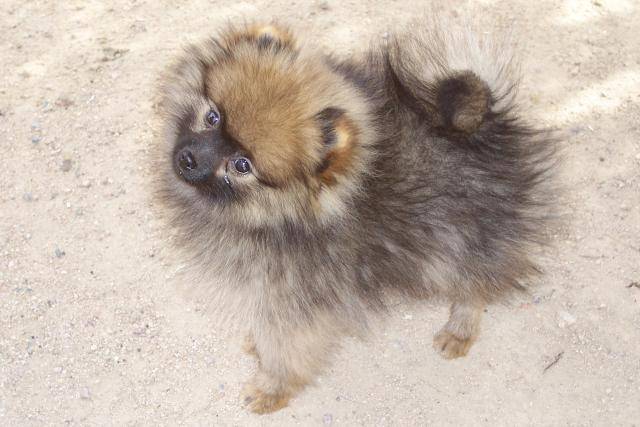 Spitz Allemand : Aïdi -