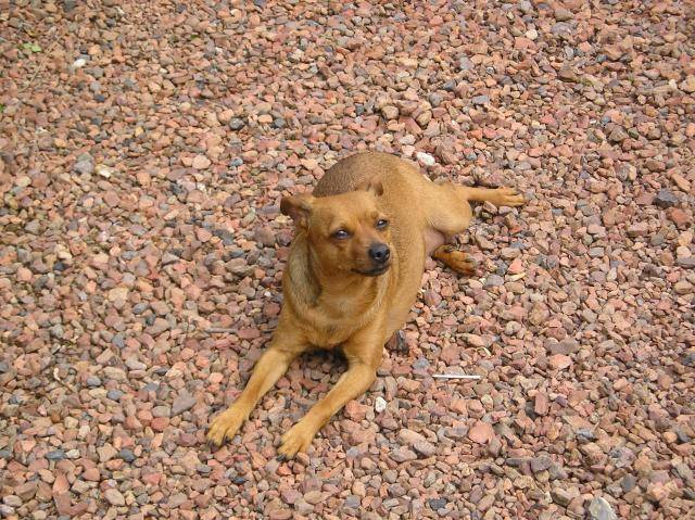 pinscher tessy -
