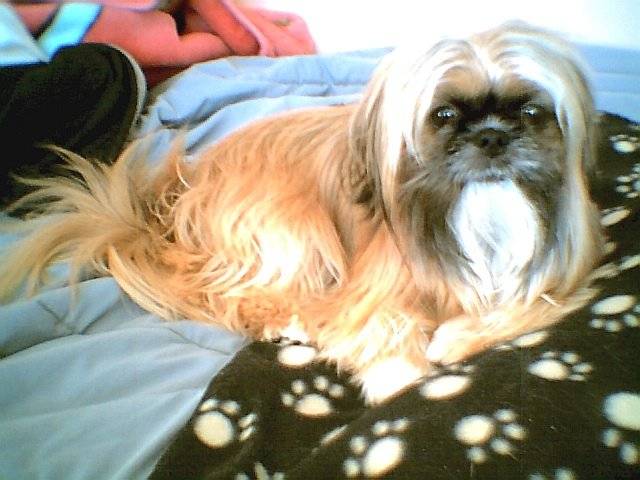 nounou lasha apso -