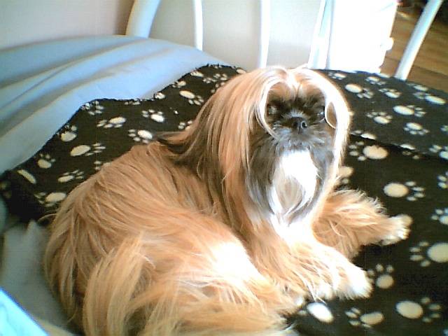 lasha apso -