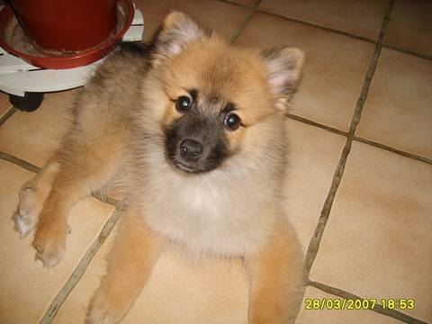 Petit spitz. Louna . -