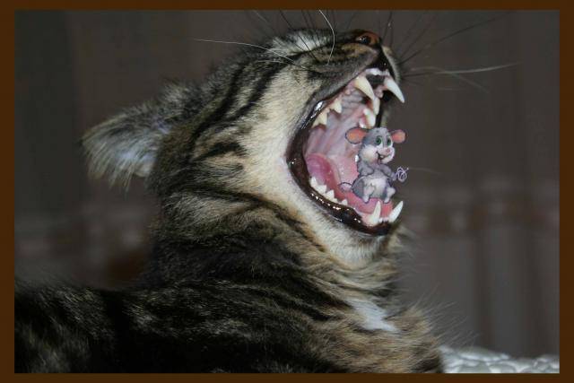 Freddy le chat -