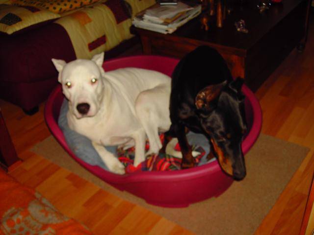 ophélie et hecate (dob et dogo) -