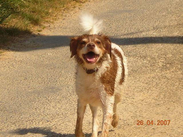 PEPSY EPAGNEUL -