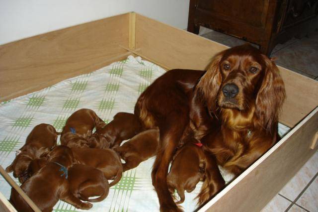 Vanille et ses chiots -