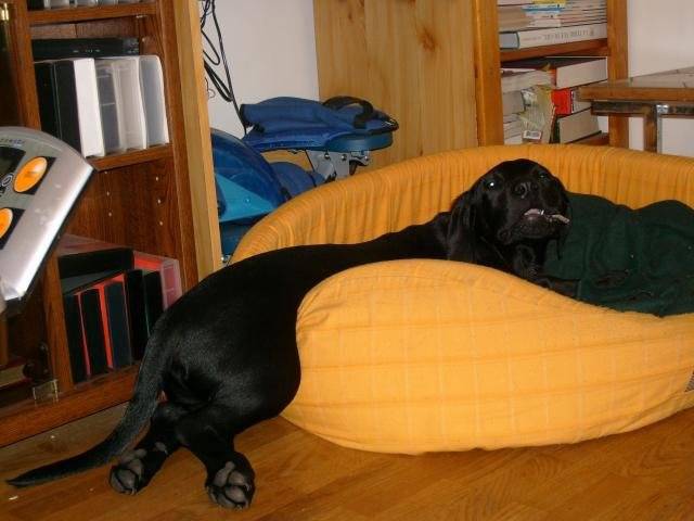 Coka la pause -