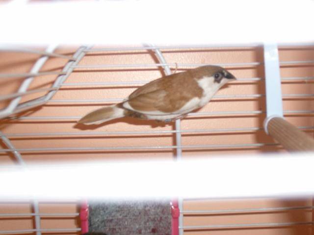 maman moineau -