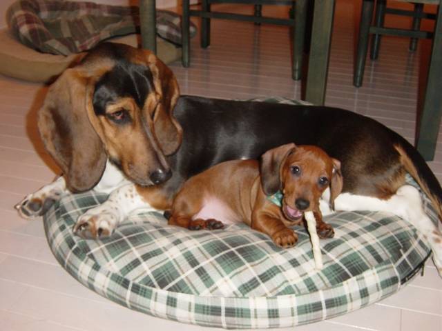 Virgile le basset hound et Gédéon le teckel -