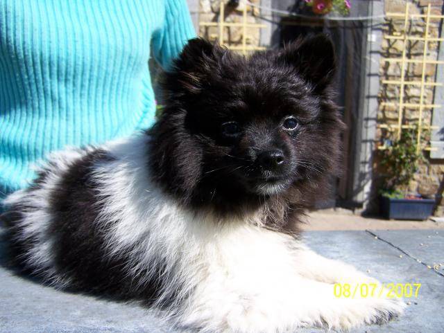 spitz -- Poutchi -
