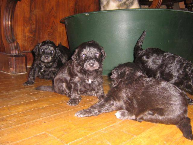 Mambo, croisé husky / berger allemand + caniche, fils de Rejane, en photo egalement plus loin -