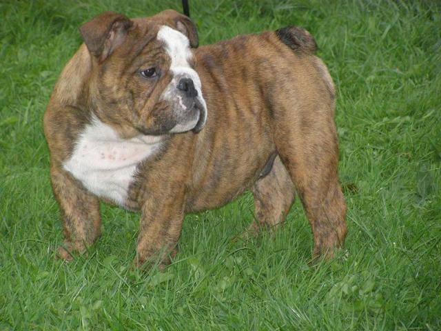 bull anglais Caramel -