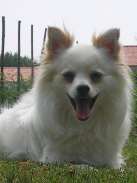 tobby -