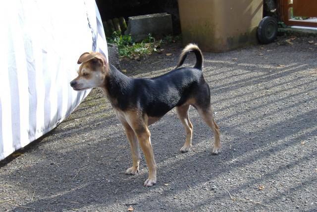 croisé pinscher-chihuaha. POUPOUNE -