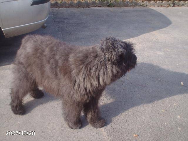 bouvier des flandre lola -