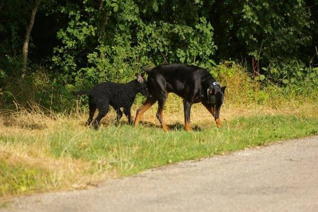 Calice et Ugo -