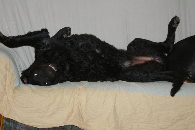 Calice Curly coated retriver -