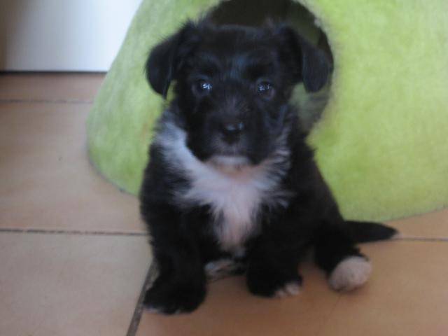 bichon croisé york (doogy) -