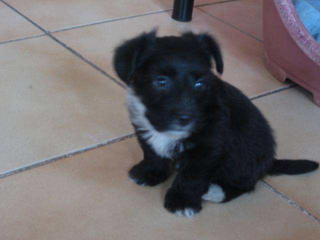 bichon croisé york (doogy) -