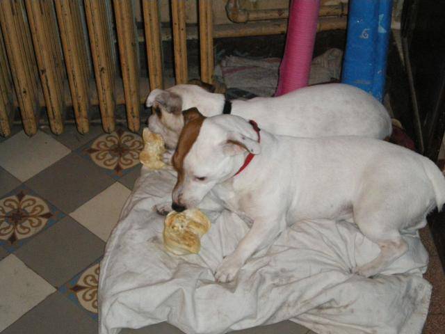JACK RUSSEL.AXEL ET BRUCE -