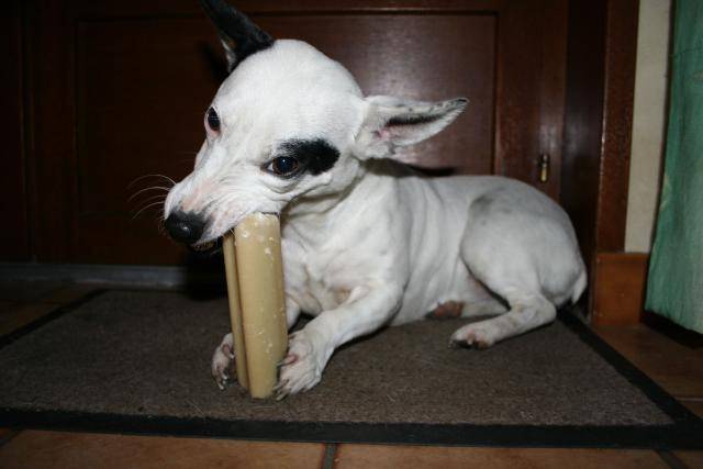 Jack Russel Rustine -