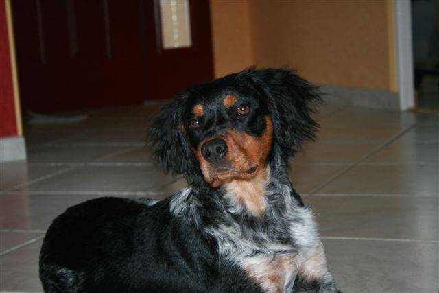 cleever de la campagne des lisses 6 mois et demi - (6 mois)