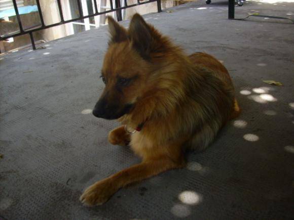Clochette spitz -