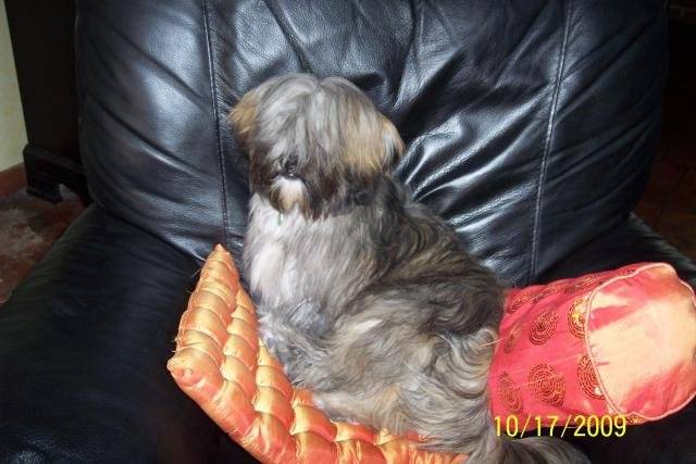 chien lion ELIT -