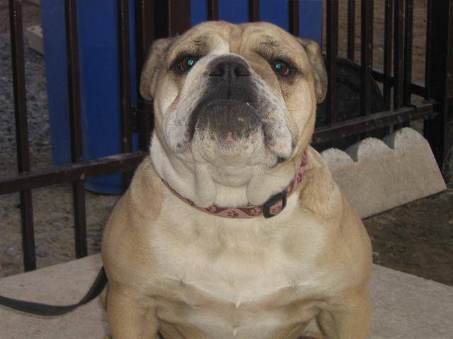 PRINCES RUBY-ENGLISH BOULLDOG -