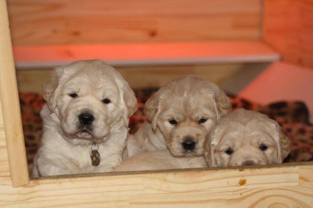 Magnifiques Goldens Retrievers LOF -