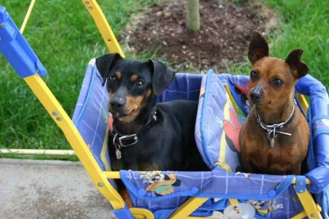 Pinscher : Téquila et Vodka -