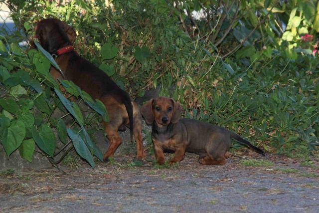 Cassis et Filou -