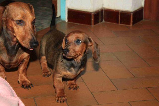 Cassis et Filou -
