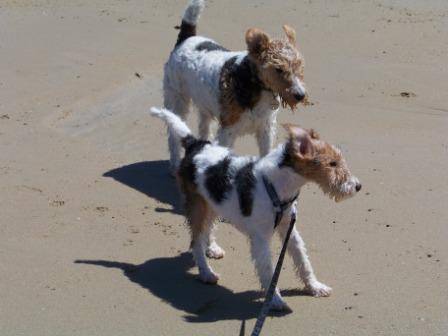 Fox-terriers à poils durs: Raglou et Vega -