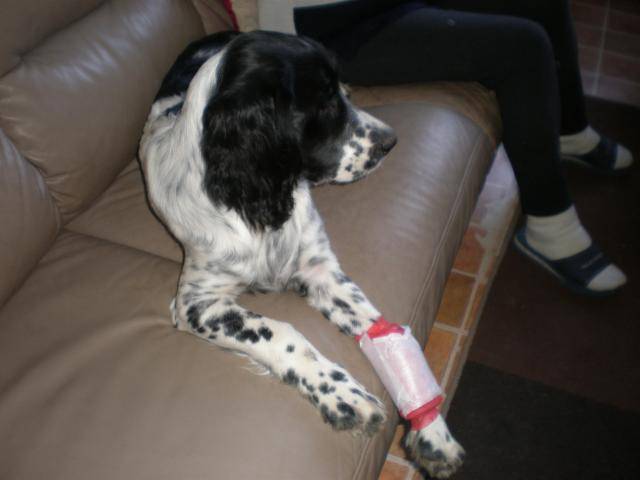 Springer Oliver -