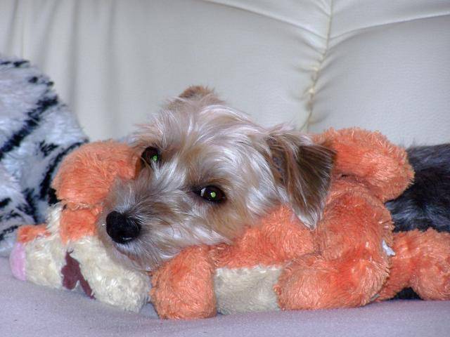 Yorkshire elle s'apelle Vicky -