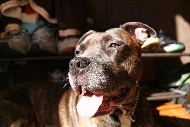Amstaff ? staff buldog ? pit bull? -
