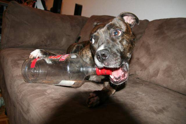 Amstaff ? staff buldog ? pit bull? -