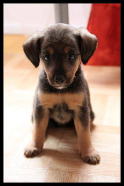 Lea Teckel croisé Jack Russel -