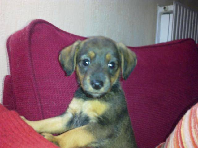 Lea Teckel croisé Jack Russel -