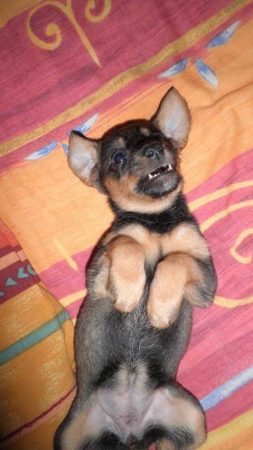 Lea Teckel croisé Jack Russel -