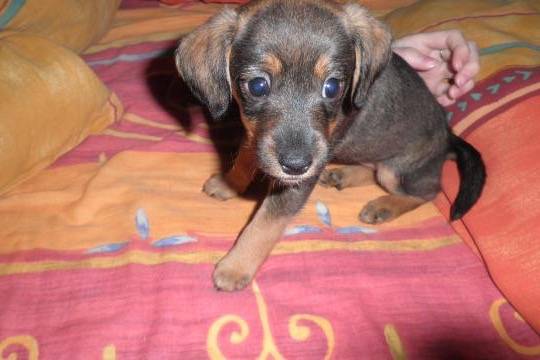 Lea Teckel croisé Jack Russel -
