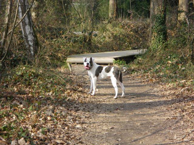 Funky, Boulledogue Américain -