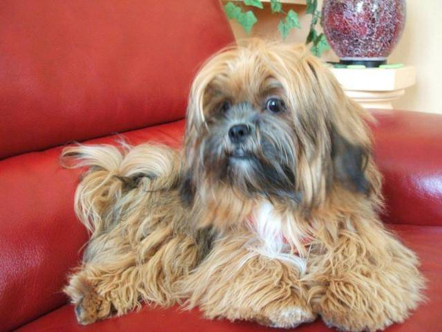 lassah apso ( Mango ) 1 an et demie -