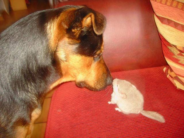 croisé bas rouge rott ( falcon ) -