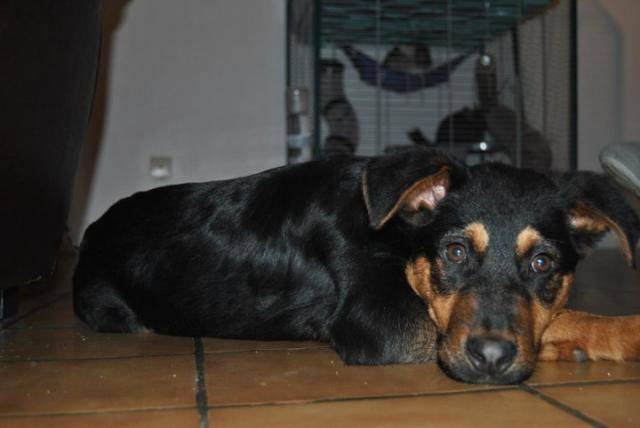 croisé bas rouge rott ( falcon ) -