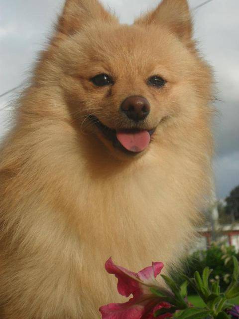 Spitz / Loulou -