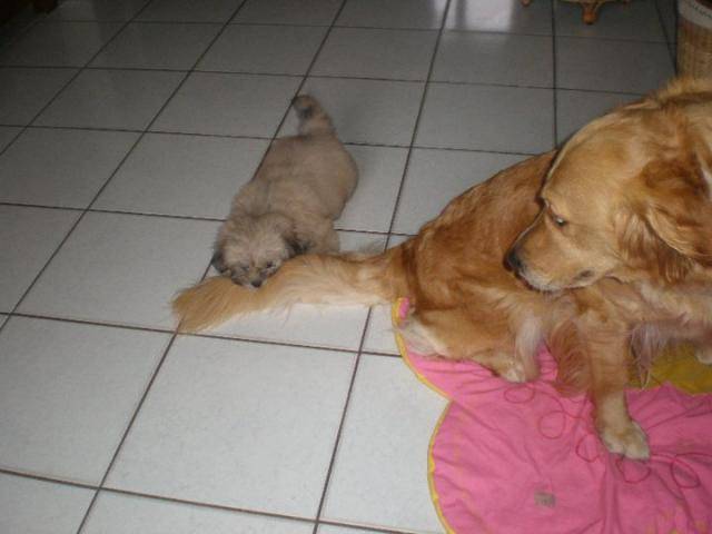 golden retriever et lhassa apso -