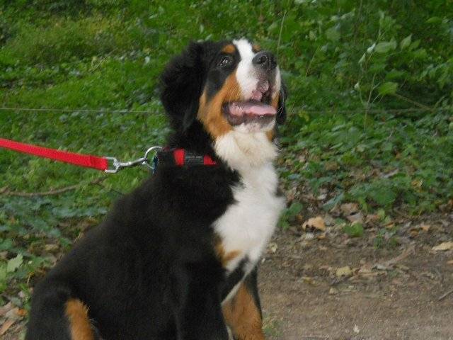 Bouvier Bernois, Hayko -